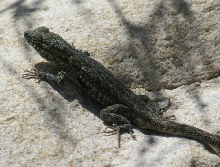 Side-blotched Lizard